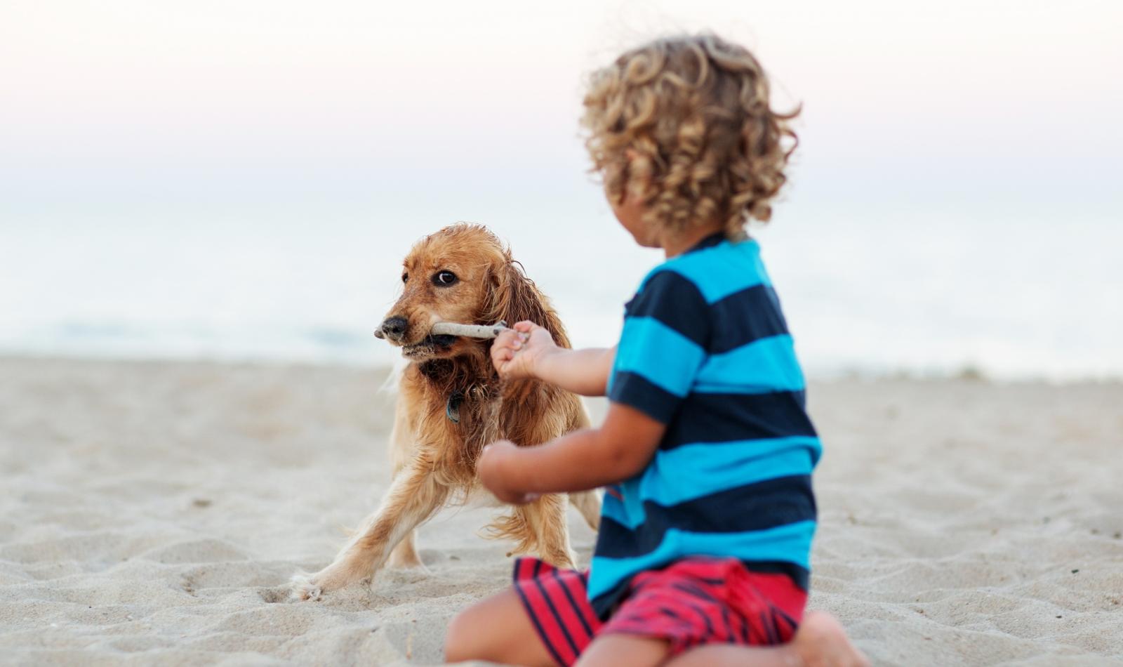 Bambino gioca con un cane sulla spiaggia, tirando un bastone.